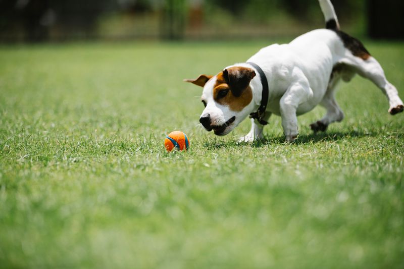 Pet owner browsing local pet services on a phone while walking their dog
