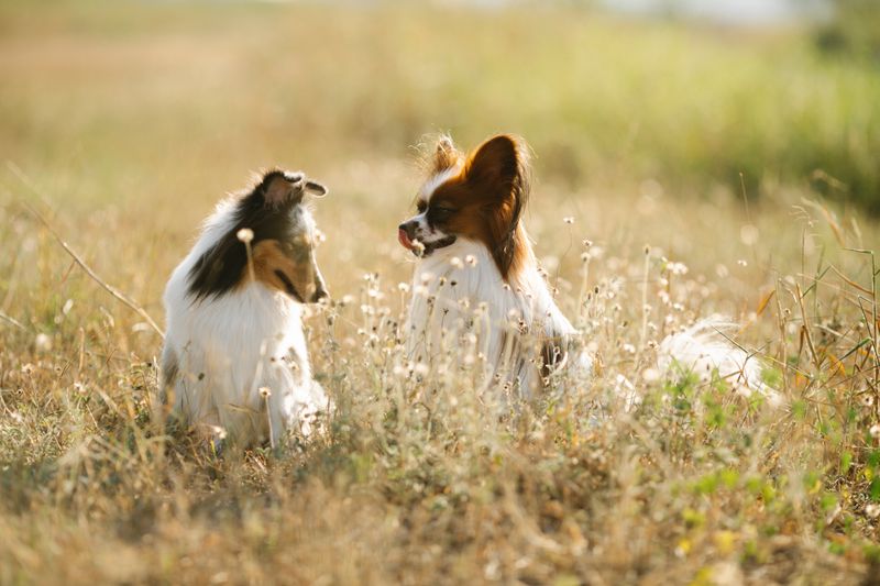 Family enjoying time with their dog outdoors