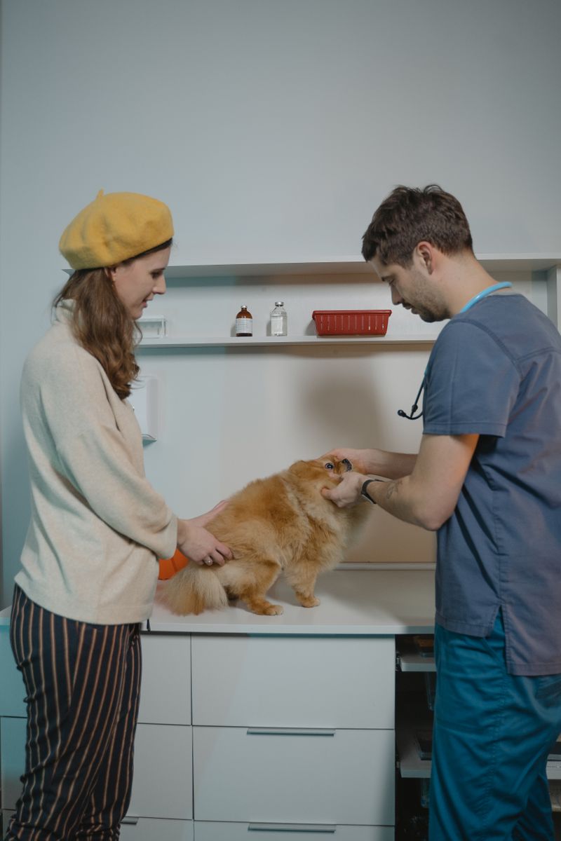 Veterinarian examining a dog during a checkup