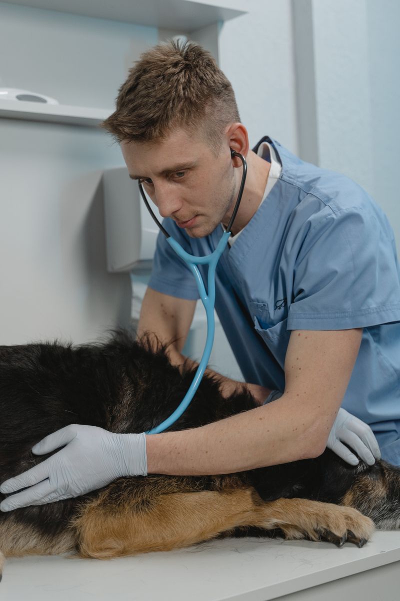 Veterinarian consulting with a pet owner about their dog